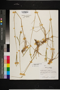 Paspalum notatum image