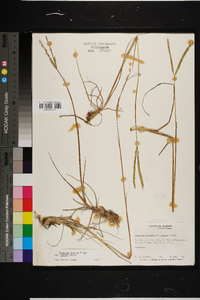 Paspalum notatum image