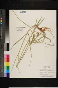 Paspalum notatum image