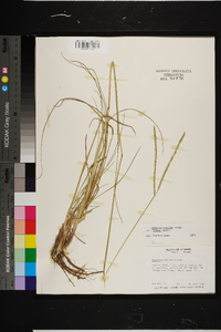 Paspalum notatum image