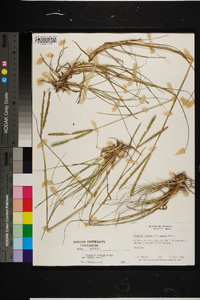 Paspalum notatum image