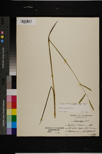 Paspalum praecox image