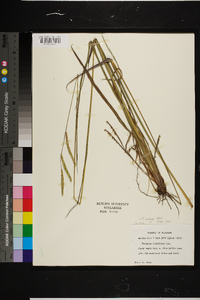 Paspalum praecox image