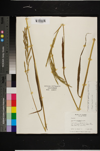 Paspalum urvillei image