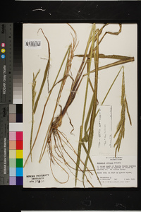 Paspalum urvillei image