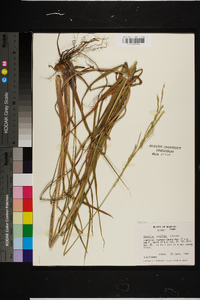 Paspalum urvillei image