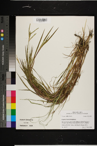 Paspalum distichum image