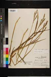 Paspalum floridanum image