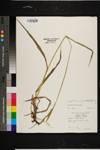 Paspalum floridanum image