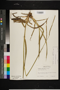 Paspalum floridanum image