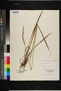 Paspalum floridanum image