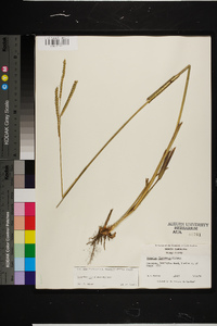 Paspalum floridanum image