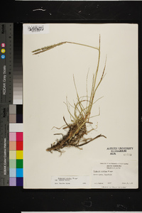 Paspalum notatum var. saurae image