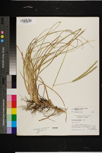 Paspalum notatum image