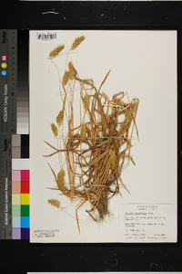 Phalaris caroliniana image