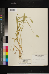 Phalaris caroliniana image