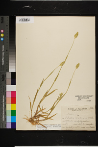 Phalaris caroliniana image