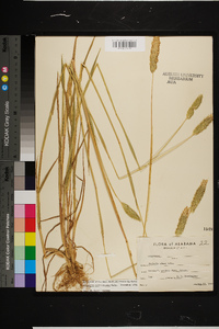 Phalaris caroliniana image