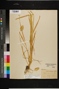 Phalaris canariensis image