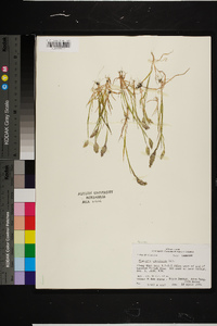 Phalaris caroliniana image