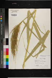 Phragmites australis image