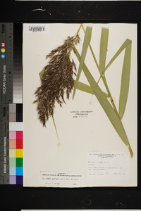 Phragmites australis image