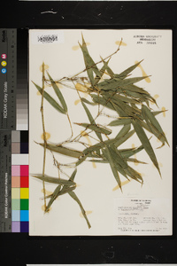 Phyllostachys nigra image