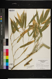 Phyllostachys aurea image