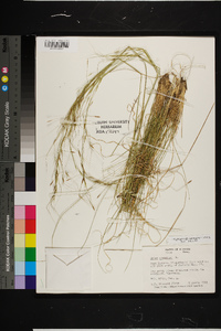 Piptochaetium avenaceum image