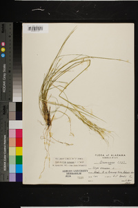 Piptochaetium avenaceum image