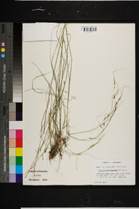 Piptochaetium avenaceum image