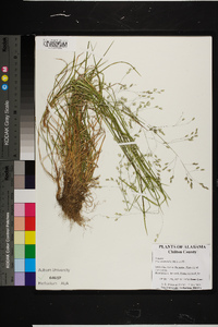 Poa autumnalis image