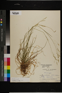 Poa autumnalis image