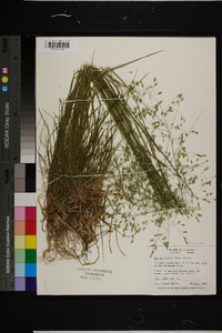 Poa autumnalis image