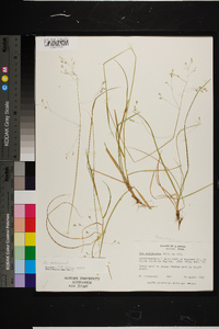 Poa autumnalis image