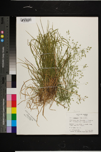 Poa autumnalis image