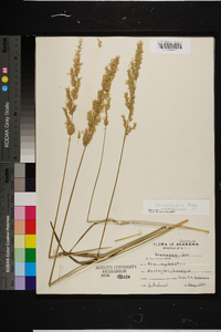 Poa arachnifera image