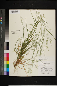 Poa autumnalis image