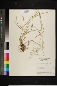 Poa sylvestris image