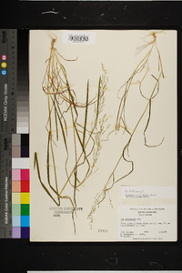 Poa sylvestris image