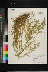 Poa trivialis image