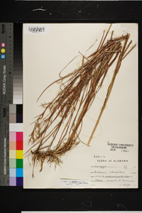 Schizachyrium littorale image