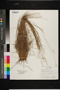 Schizachyrium tenerum image