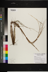 Schizachyrium tenerum image