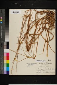 Schizachyrium stoloniferum image