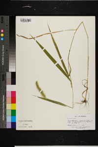 Setaria faberi image