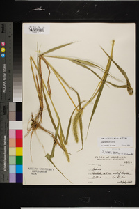 Setaria faberi image