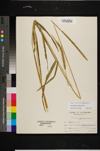 Setaria macrostachya image