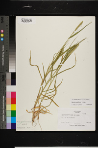 Setaria verticillata image