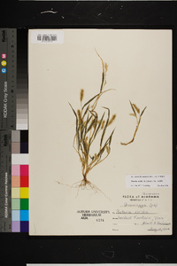 Setaria viridis var. viridis image